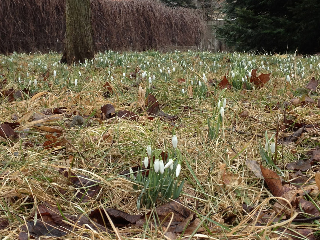 Schneeglöckchen im Glück in Moritzburg