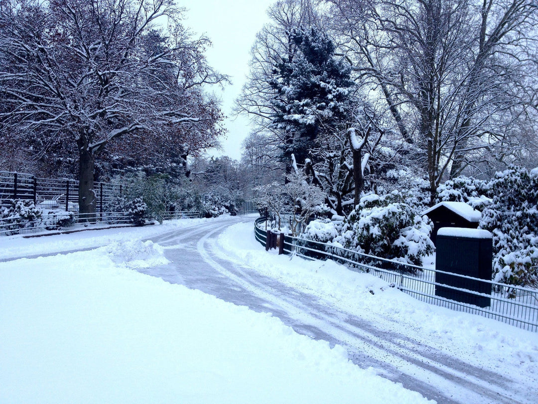 Elefanten im Schnee?!? Ein Winter-Zoobesuch in Dresden!